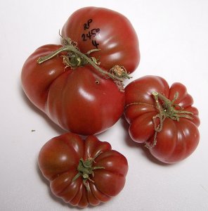 V2459RosPurp#4