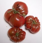 V2459RosPurp#4