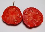 SwAdelVial2463#1sliced