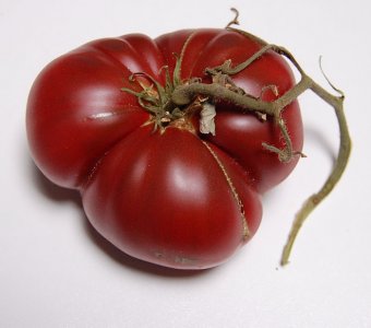 V2458RosPurp#3