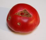 PinkPlentifulF1 bottom Gran