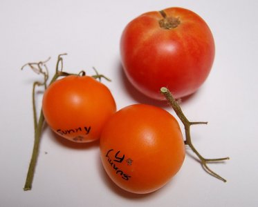 DifferentSunnyF1s