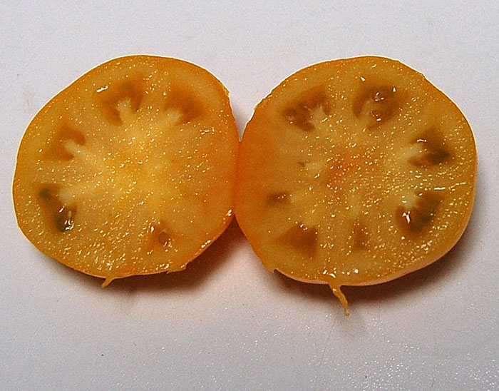 ZZW2 sliced