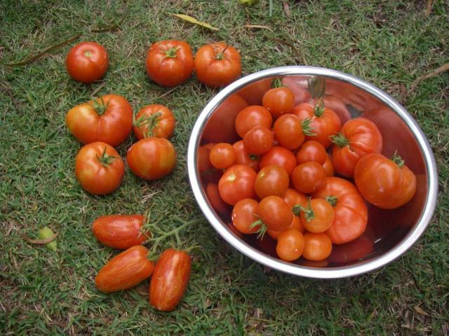 Mixed Reds