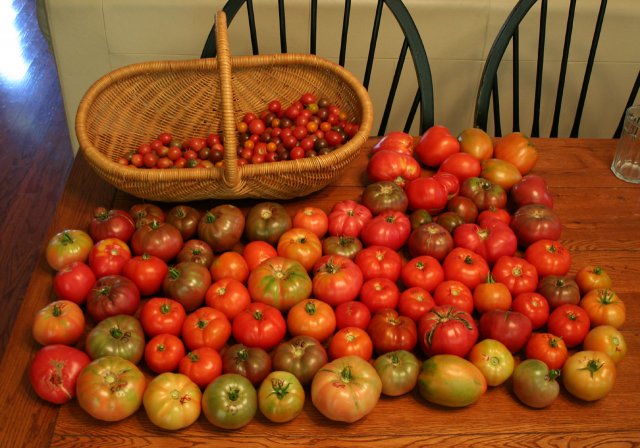 IMG_2134-tomatoharvest.jpg