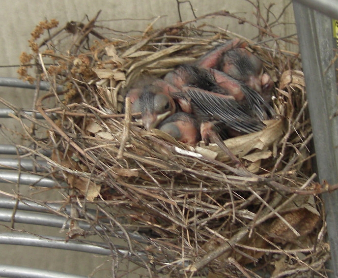 birds nest 1