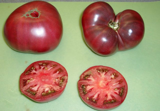 Dana's Dusky Rose