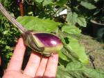 Eggplant