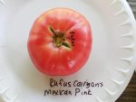 Rufus Carrigan's Mexican Pink