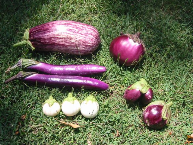 Eggplants