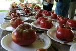 South East Texas Tomato Festival (2010)