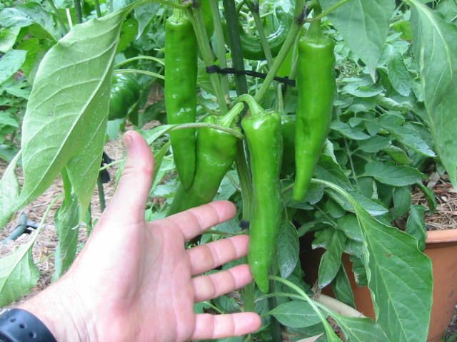 NuMex Big Jim