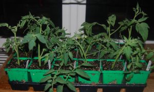8-9-2010. Tomato Cuttings. 1a.