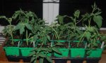 8-9-2010. Tomato Cuttings. 1a.