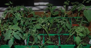 8-9-2010. Tomato Cuttings. 2a.