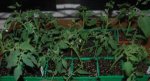 8-9-2010. Tomato Cuttings. 2a.