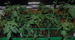 8-9-2010. Tomato Cuttings. 2.