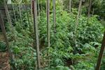 Tomato Foliage