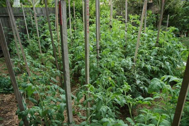 Tomato Foliage