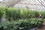 IMG_1644-greenhouse.jpg