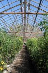 IMG_1728-greenhouse.jpg