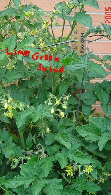 Lime Green Salad