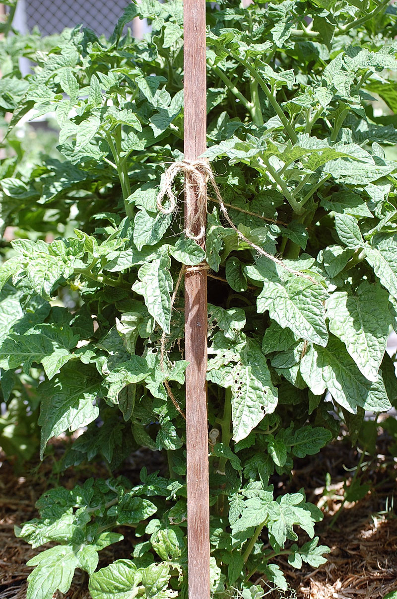 10SummGreenF7-1