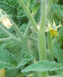 11SummGoldF7flower