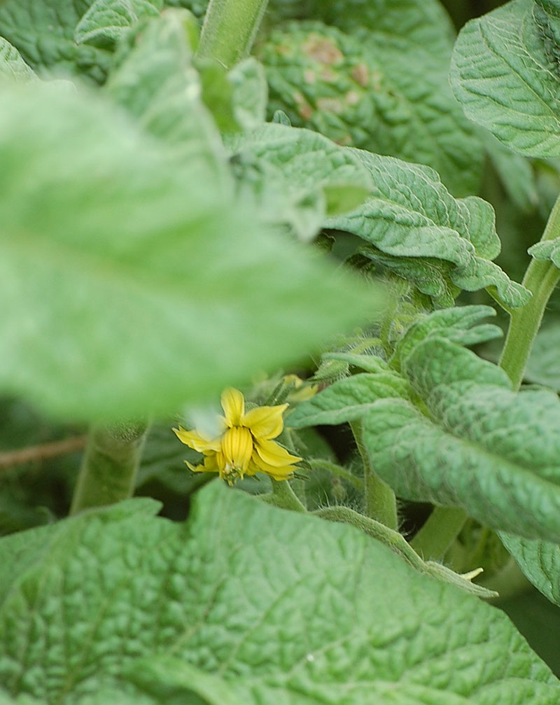 13SummSunFlower