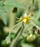 26SwAdelFlower1
