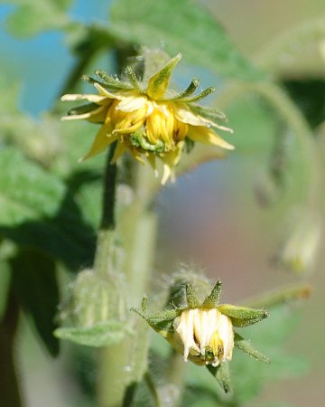 26SwAdelFlower2