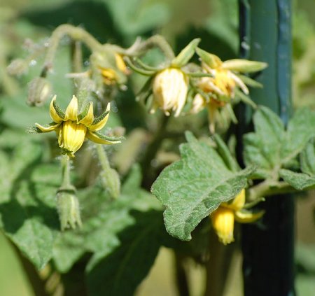 26SwAdelFlower3