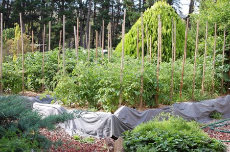 Front beds