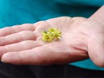 RosPurpFlowers