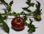 22HappyF6ripe