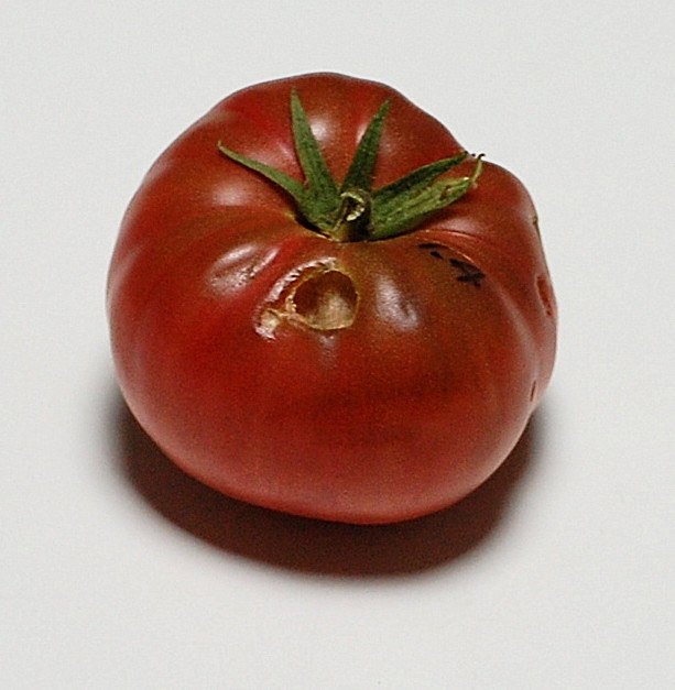 1TidyF2-4ripe