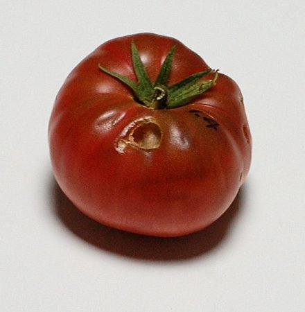 1TidyF2-4ripe
