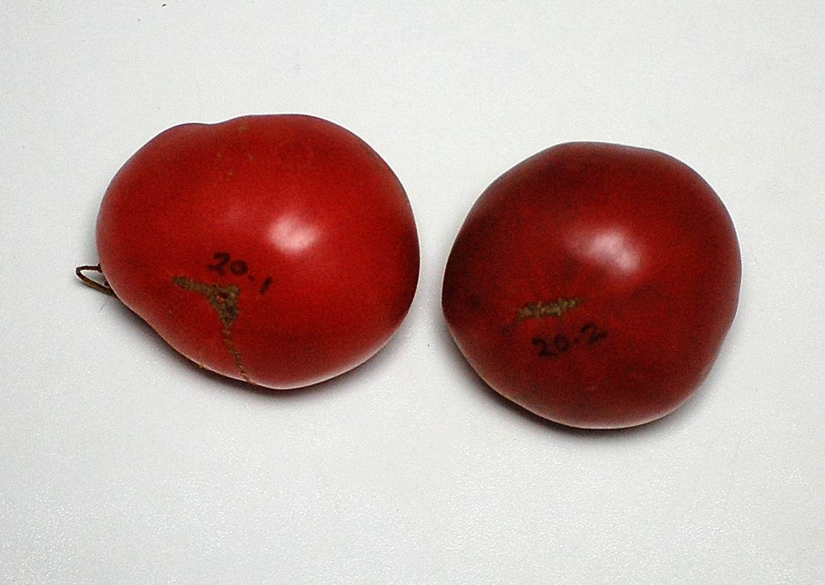 20SweetAdelaideF4-1 and F4-2