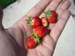 CIMG0887-strawberry4