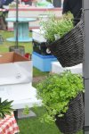 IMG_5015-rosemary-parsley.jpg