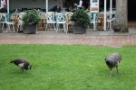 IMG_5050-birds.jpg