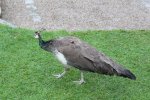 IMG_5051-birds.jpg
