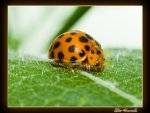 _IGP7435