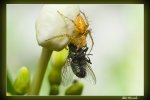 _IGP7449