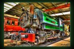 The-Bronzewing_2