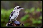 _MG_3321_4