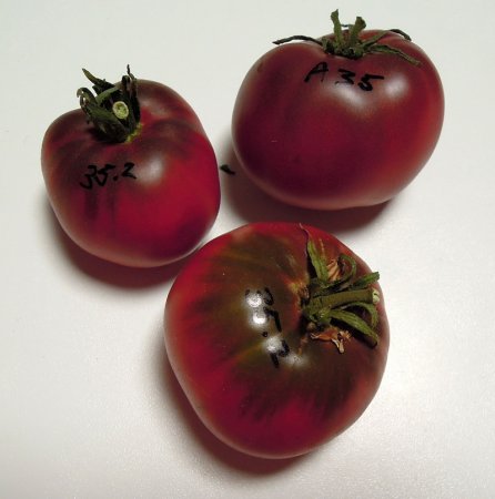 35ERosellaPurpleF9v3478