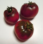 35ERosellaPurpleF9v3478