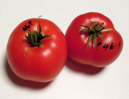 P46RosellaCrimsonF6v12-181