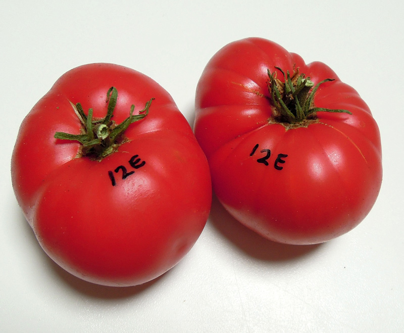 12ERosellaCrimsonF6